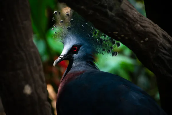 Nashville Zoo adds Victoria crowned pigeon, the world’s largest living pigeon, to Unseen New World aviary