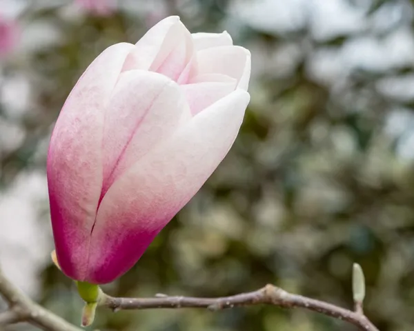 Cheekwood plans March reopening after January ice storm, promising major spring bloom display