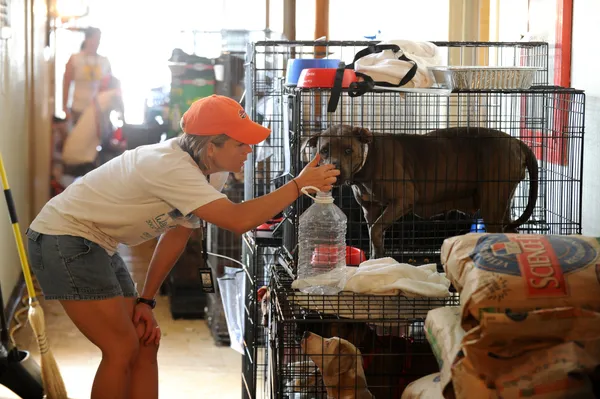 Nashville hotel demand rises as ice storm outages push residents and pets into temporary shelter